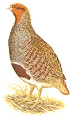 perdreau